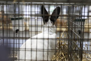 Króliki ujęły serca najmłodszych - Radio Kielce Króliki ujęły serca najmłodszych - Radio Kielce