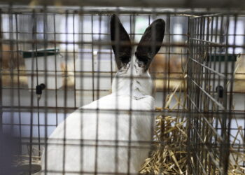 Targi Kielce. Wystawa królików - Radio Kielce 07.12.2025 Targi Kielce. Wystawa królików / Fot. Jarosław Kubalski - Radio Kielce