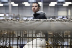 Króliki ujęły serca najmłodszych - Radio Kielce Króliki ujęły serca najmłodszych - Radio Kielce