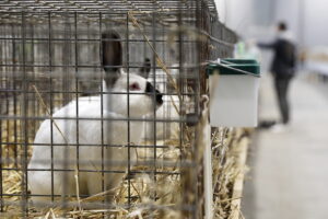 Króliki ujęły serca najmłodszych - Radio Kielce Króliki ujęły serca najmłodszych - Radio Kielce