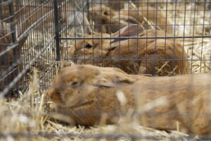 Króliki ujęły serca najmłodszych - Radio Kielce Króliki ujęły serca najmłodszych - Radio Kielce