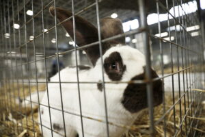 Króliki ujęły serca najmłodszych - Radio Kielce Króliki ujęły serca najmłodszych - Radio Kielce