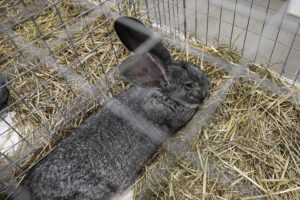 Króliki ujęły serca najmłodszych - Radio Kielce Króliki ujęły serca najmłodszych - Radio Kielce