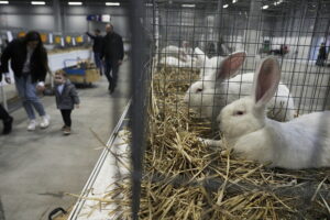 Króliki ujęły serca najmłodszych - Radio Kielce Króliki ujęły serca najmłodszych - Radio Kielce