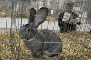 Króliki ujęły serca najmłodszych - Radio Kielce Króliki ujęły serca najmłodszych - Radio Kielce