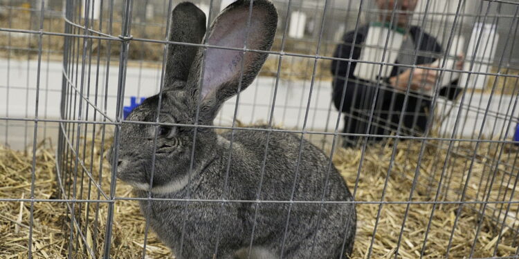 Króliki ujęły serca najmłodszych - Radio Kielce 07.12.2025 Targi Kielce. Wystawa królików / Fot. Jarosław Kubalski - Radio Kielce