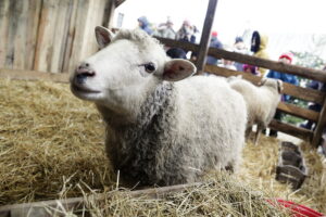 Żywa szopka w klasztorze przypomina o cudzie narodzin Mesjasza