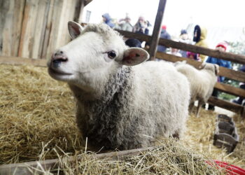 Żywa szopka w klasztorze przypomina o cudzie narodzin Mesjasza