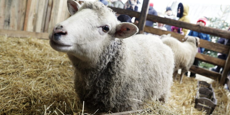 Żywa szopka w klasztorze przypomina o cudzie narodzin Mesjasza