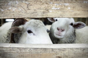 Żywa szopka w klasztorze przypomina o cudzie narodzin Mesjasza - Radio Kielce