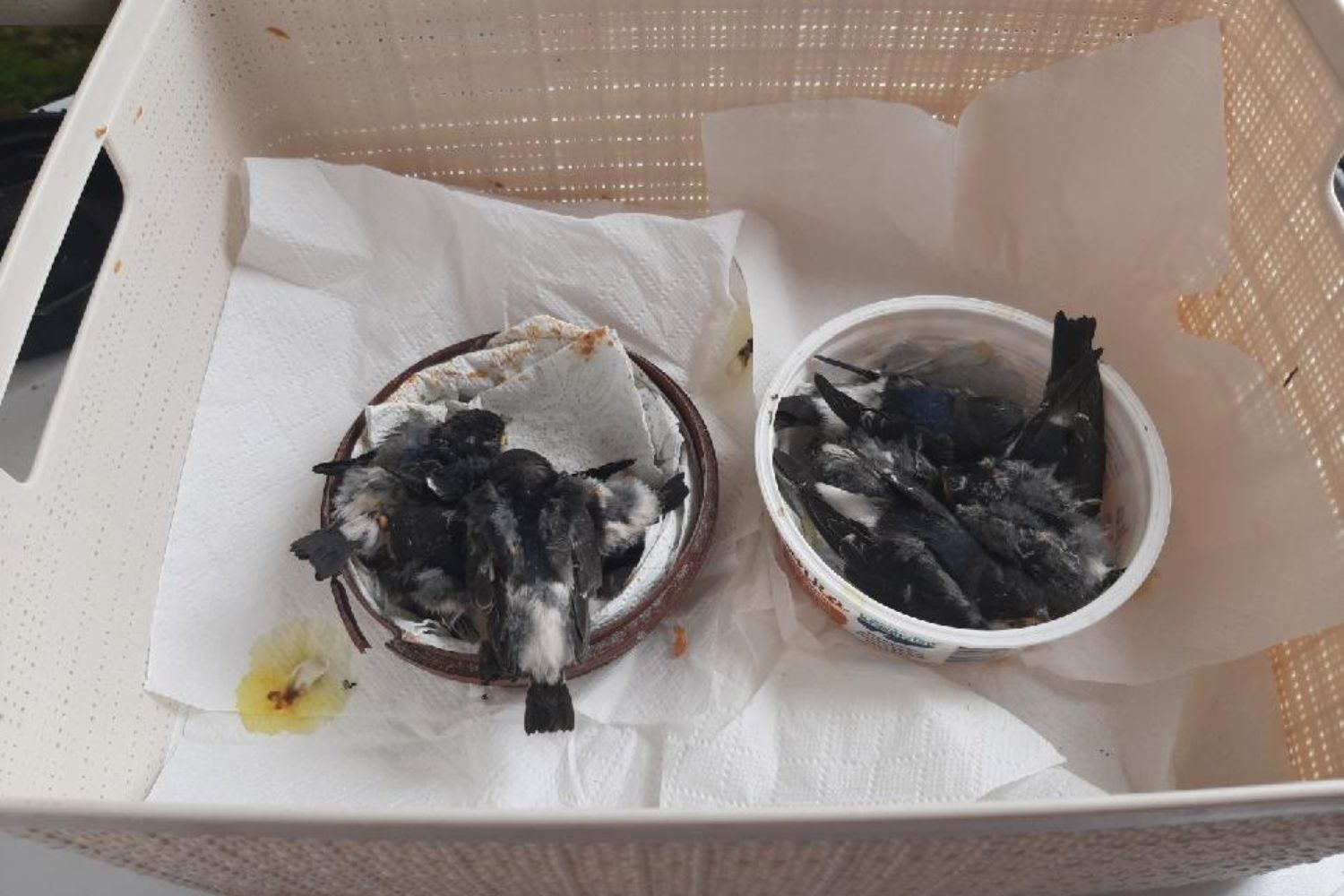 Zatrzymano podejrzanych o zniszczenie gniazd jaskółczych w Umianowicach