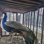 Świąteczna magia w Szańcu - powrót żywej szopki i nowa aranżacja neapolitańska - Radio Kielce Szopki w Szańcu / Fot. ks. Marek Tazbir