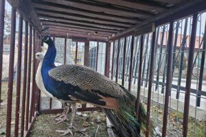 Szopki w Szańcu / Fot. ks. Marek Tazbir