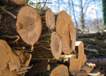 Śmierć podczas wycinki drzew. Tragedia we Włoszczowie - Radio Kielce Śmierć podczas wycinki drzew. Tragedia we Włoszczowie