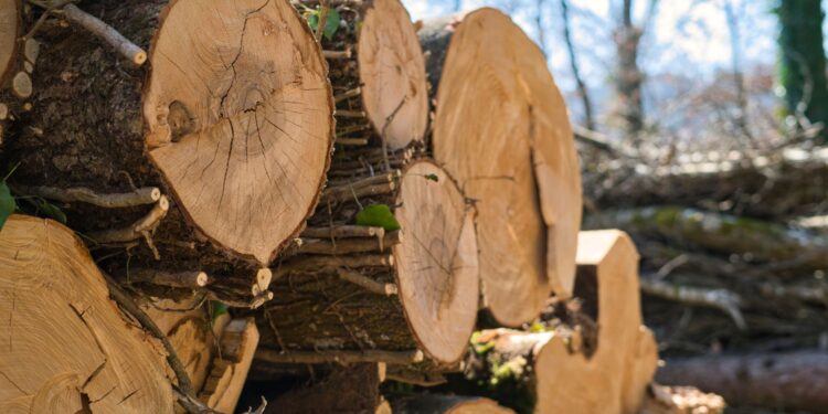 Śmierć podczas wycinki drzew. Tragedia we Włoszczowie - Radio Kielce Śmierć podczas wycinki drzew. Tragedia we Włoszczowie