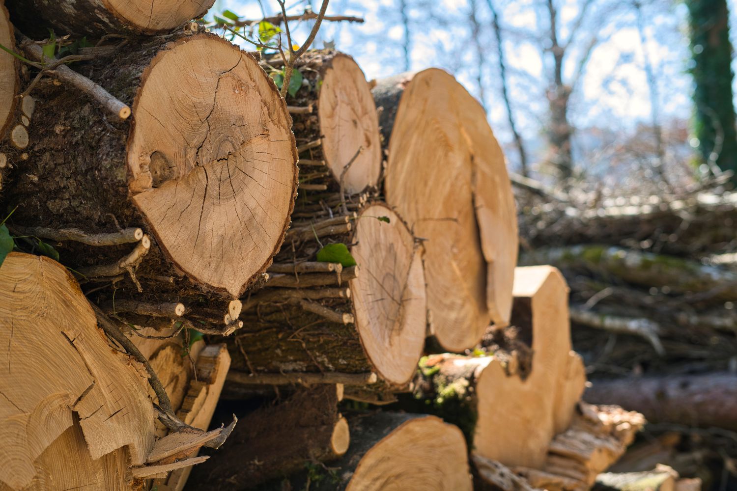 Śmierć podczas wycinki drzew. Tragedia we Włoszczowie