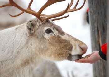 Leśnicy przestrzegają: nie dokarmiajmy dzikich zwierząt