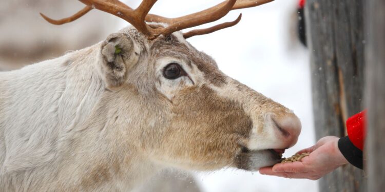 Leśnicy przestrzegają: nie dokarmiajmy dzikich zwierząt