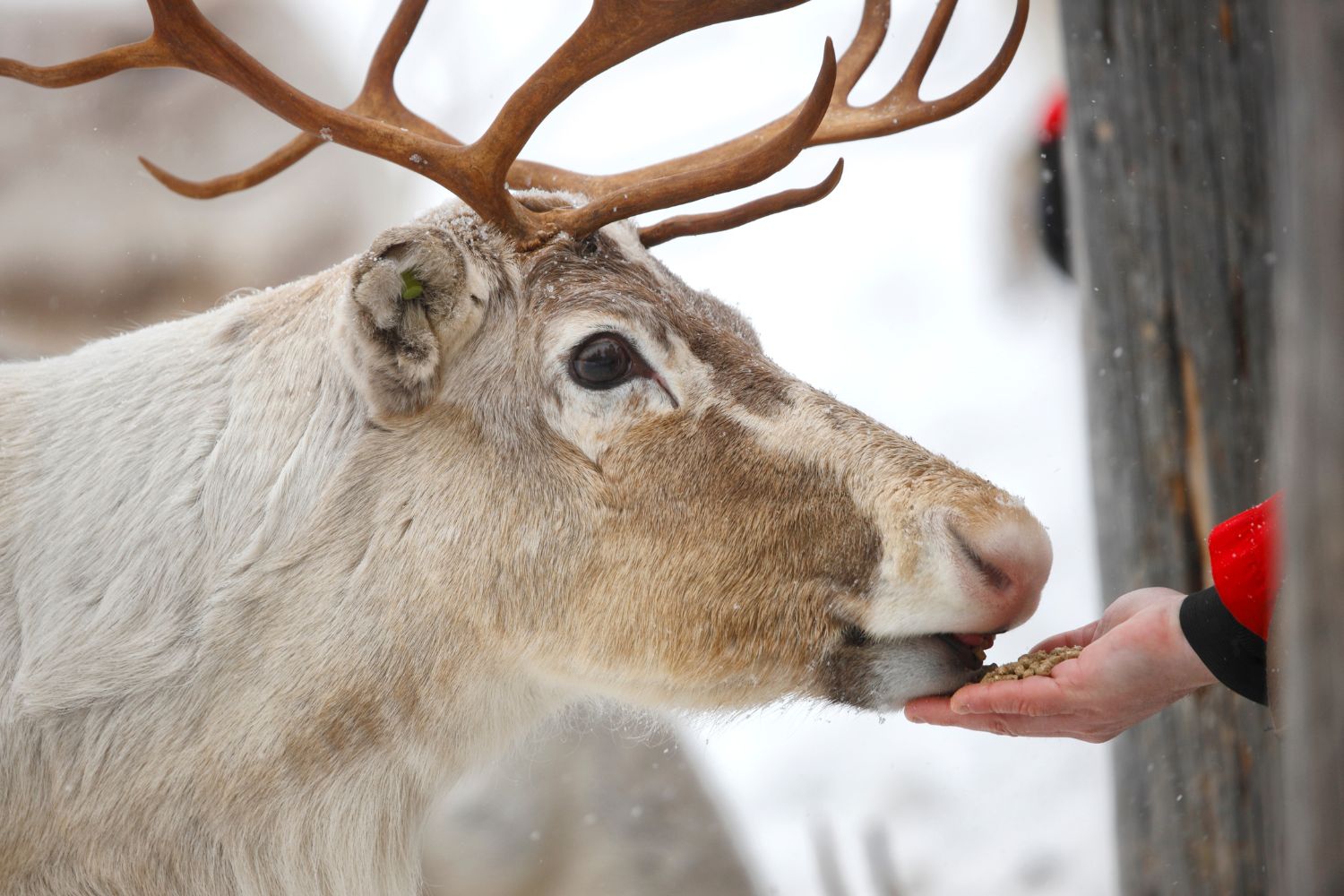 Leśnicy przestrzegają: nie dokarmiajmy dzikich zwierząt