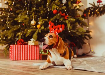 Planujesz wręczyć żywy prezent pod choinkę? Prawdopodobnie popełniasz błąd