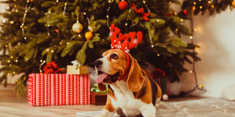 Planujesz wręczyć żywy prezent pod choinkę? Prawdopodobnie popełniasz błąd