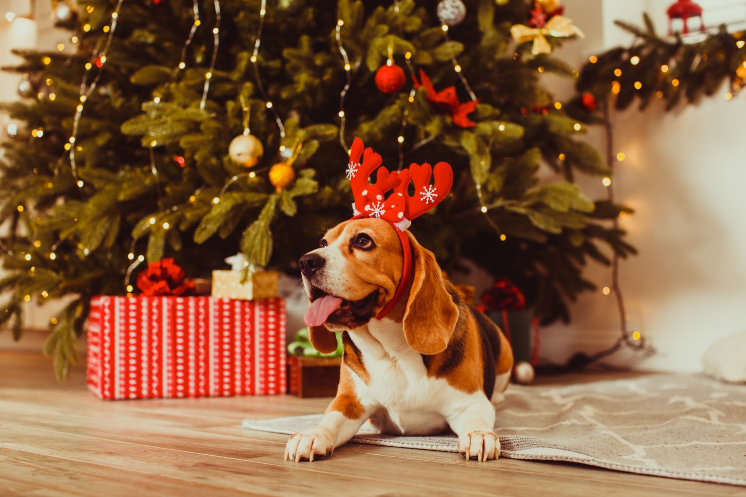 Planujesz wręczyć żywy prezent pod choinkę? Prawdopodobnie popełniasz błąd