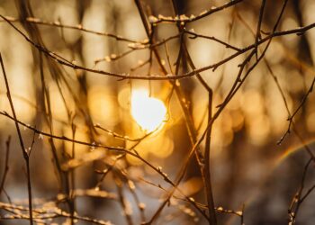 Tak ciepłego grudnia nie było od 74 lat - Radio Kielce Tak ciepłego grudnia nie było od 74 lat