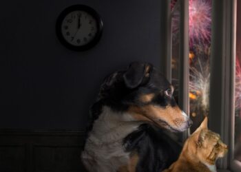 Jak zadbać o zwierzęta w noc sylwestrową?