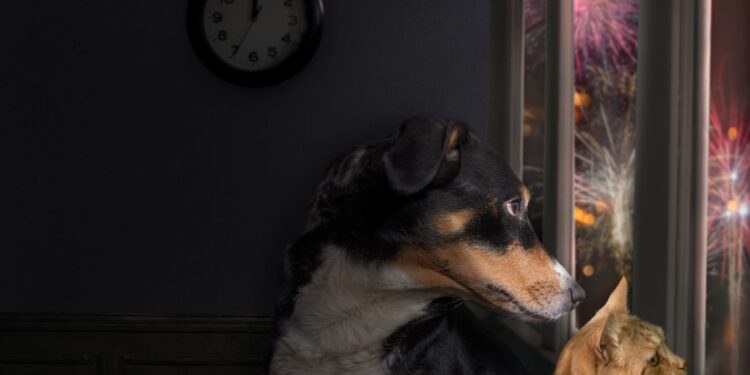 Jak zadbać o zwierzęta w noc sylwestrową?