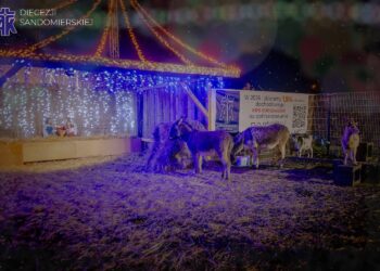 Ostrowiec Świętokrzyski. Żywa szopka przy Domu Ulgi w Cierpieniu / Fot. Akcja Katolicka Diecezji Sandomierskiej