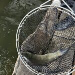 Karp / Fot. Marcin Marszałek - Radio Kielce