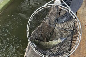 Karp / Fot. Marcin Marszałek - Radio Kielce