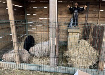 Skarzysko-Kamienna. Żywa szopka u oo. franciszkanów / Fot. O. Jacek Staszewski