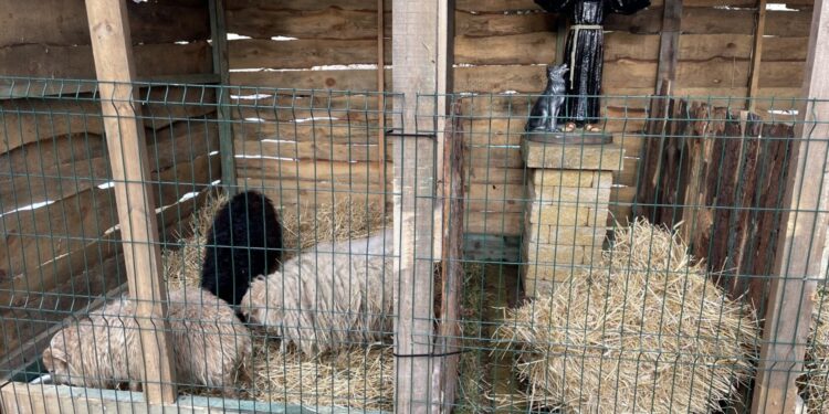 Skarzysko-Kamienna. Żywa szopka u oo. franciszkanów / Fot. O. Jacek Staszewski