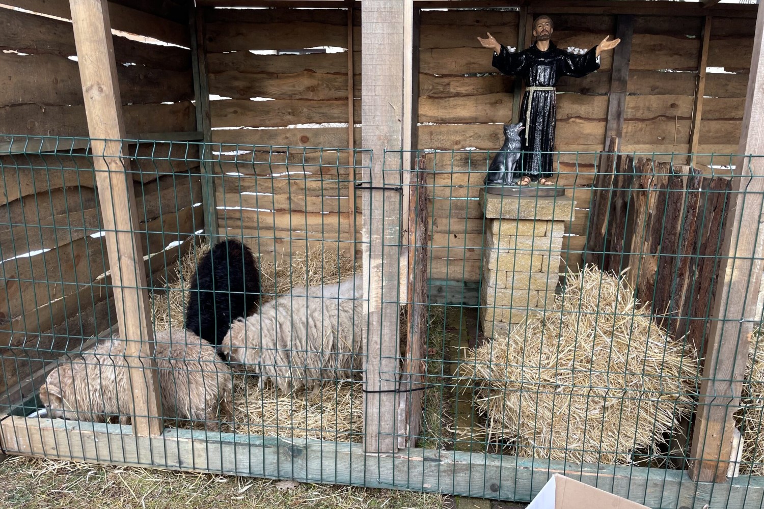 W Skarżysku-Kamiennej jak u świętego Franciszka