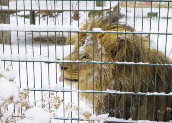 Są egzotyczne zwierzęta, którym zima niestraszna