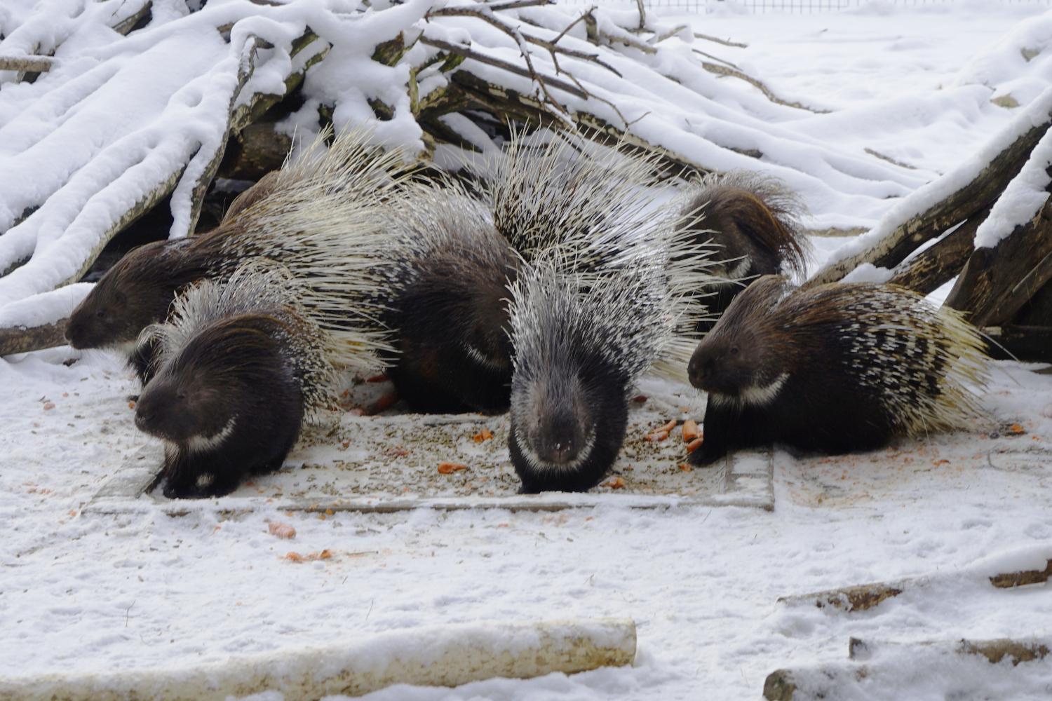 Są egzotyczne zwierzęta, którym zima niestraszna