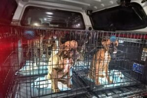 Fot. Policja Świętokrzyska