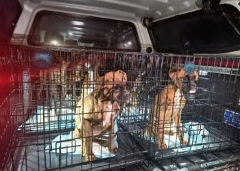 Fot. Policja Świętokrzyska