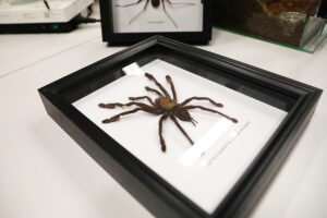 16.01.2026. Kielce. Instytut Biologii UJK w Kielcach. Noc Biologów / Fot. Wiktor Taszłow - Radio Kielce