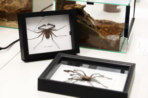 16.01.2026. Kielce. Instytut Biologii UJK w Kielcach. Noc Biologów / Fot. Wiktor Taszłow - Radio Kielce