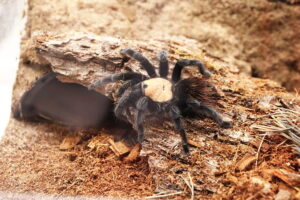 16.01.2026. Kielce. Instytut Biologii UJK w Kielcach. Noc Biologów / Fot. Wiktor Taszłow - Radio Kielce