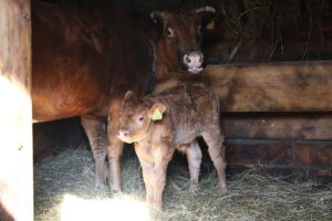 Skansen w Tokarni ma nowego lokatora - Radio Kielce