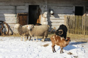 20.01.2026. Tokarnia. Muzeum Wsi Kieleckiej zimą / Fot. Wiktor Taszłow - Radio Kielce