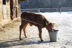 Skansen w Tokarni ma nowego lokatora - Radio Kielce