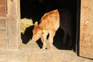 Skansen w Tokarni ma nowego lokatora - Radio Kielce