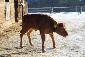Skansen w Tokarni ma nowego lokatora - Radio Kielce
