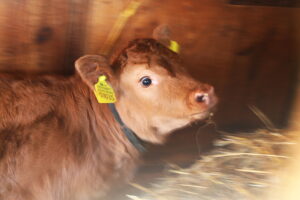 Skansen w Tokarni ma nowego lokatora