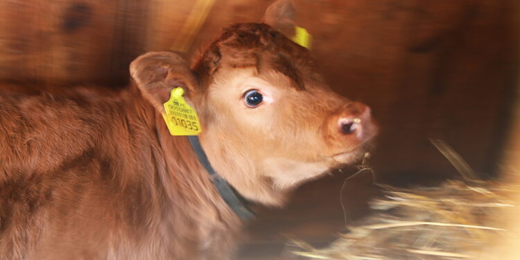 Skansen w Tokarni ma nowego lokatora