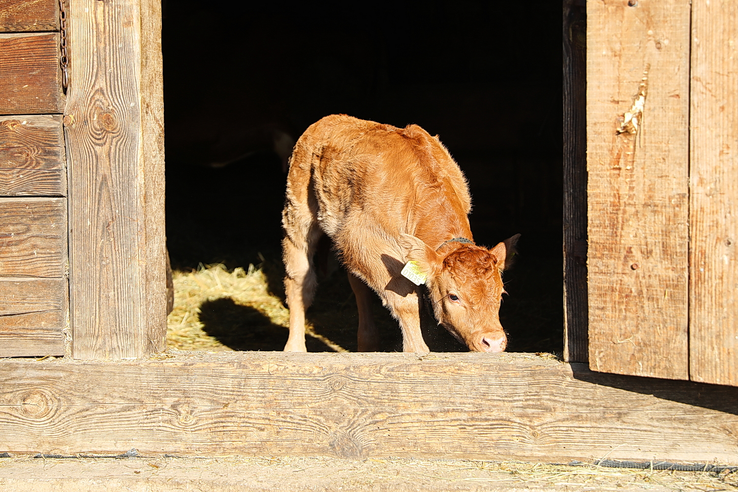 Skansen w Tokarni ma nowego lokatora